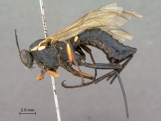 Pimpla_mahalensis_HT_female_habitus_lateral