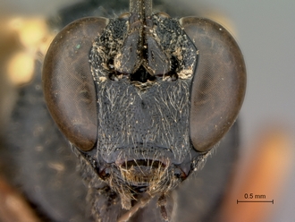 Pimpla_mahalensis_HT_female_head_frontal