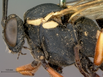 Pimpla_mahalensis_HT_female_head_mesosoma_lateral