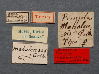 Pimpla_mahalensis_HT_female_labels