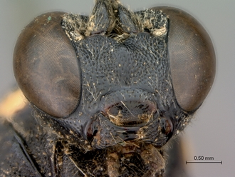 Pimpla_mahalensis_HT_female_mandible