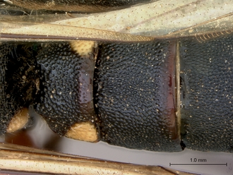 Pimpla_mahalensis_HT_female_petiole_dorsal