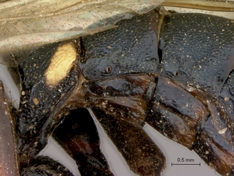 Pimpla_mahalensis_HT_female_petiole_lateral
