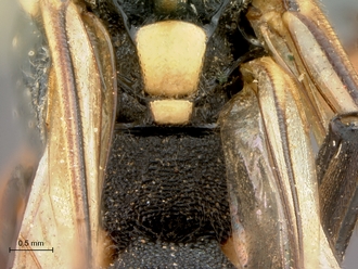 Pimpla_mahalensis_HT_female_propodeum