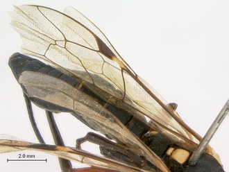 Pimpla_mahalensis_HT_female_wings