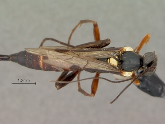Pimpla_meridionalis_HOLOTYPE