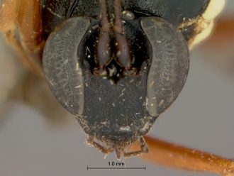Pimpla_meridionalis_HOLOTYPE