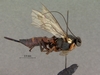 Pimpla_meridionalis_HOLOTYPE