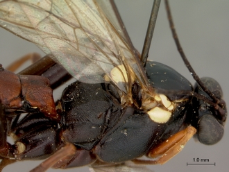 Pimpla_meridionalis_HOLOTYPE