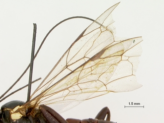 Pimpla_meridionalis_HOLOTYPE