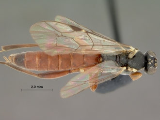 Pimpla_pubens_HOLOTYPE