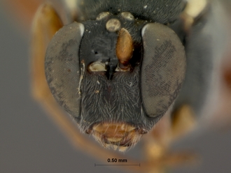 Pimpla_pubens_HOLOTYPE