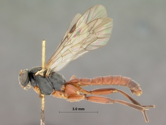 Pimpla_pubens_HOLOTYPE