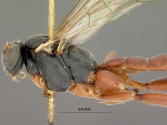 Pimpla_pubens_HOLOTYPE