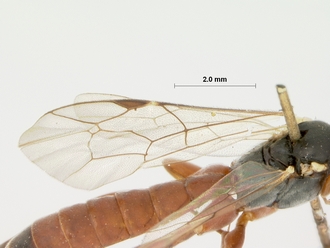 Pimpla_pubens_HOLOTYPE