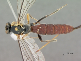 Sericopimpla_sericata_HOLOTYPE