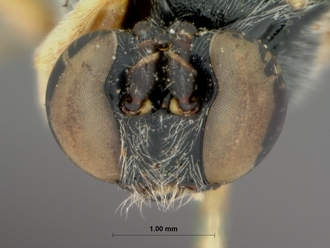 Sericopimpla_sericata_HOLOTYPE