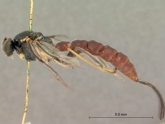 Sericopimpla_sericata_HOLOTYPE