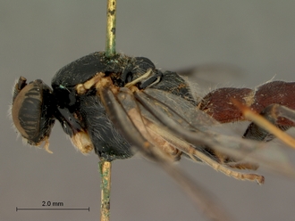 Sericopimpla_sericata_HOLOTYPE
