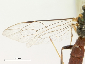 Sericopimpla_sericata