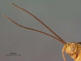 Theronia_lurida_HT_male_antenna