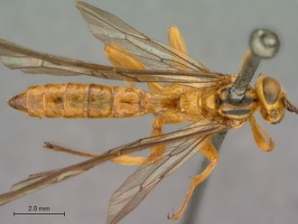Theronia_lurida_HT_male_habitus_dorsal