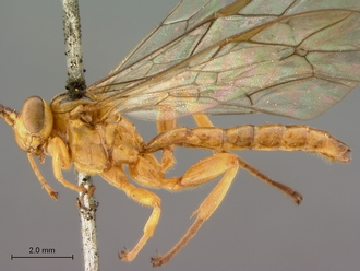 Theronia_lurida_HT_male_habitus_lateral