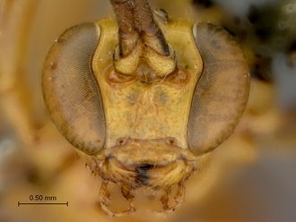 Theronia_lurida_HT_male_head_frontal