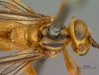 Theronia_lurida_HT_male_head_mesosoma_dorsal