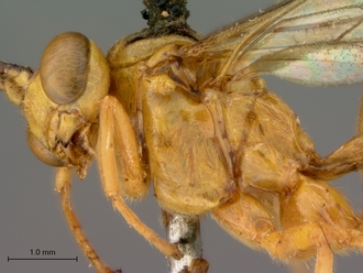 Theronia_lurida_HT_male_head_mesosoma_lateral