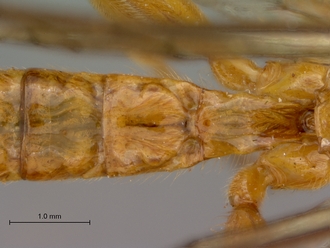 Theronia_lurida_HT_male_petiole_dorsal