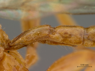 Theronia_lurida_HT_male_petiole_lateral