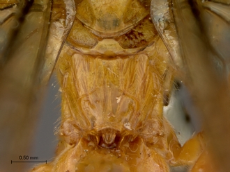 Theronia_lurida_HT_male_propodeum