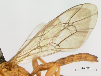 Theronia_lurida_HT_male_wings