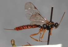 Tromatobia_quadricolor_HOLOTYPE