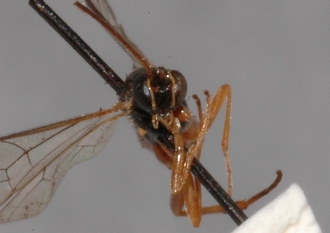 Pimpla_quadricolor_HOLOTYPE