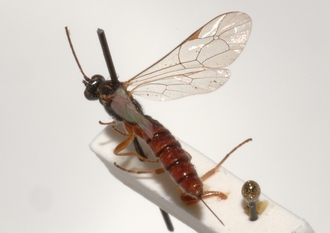 Pimpla_quadricolor_HOLOTYPE