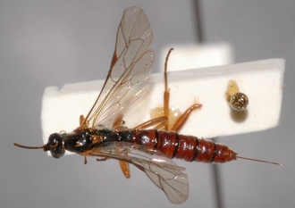 Pimpla_quadricolor_HOLOTYPE