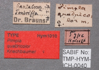 Pimpla_quadricolor_labels