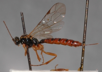 Pimpla_quadricolor_HOLOTYPE