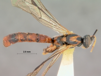 Xanthophenax_semidilutus_HOLOTYPE