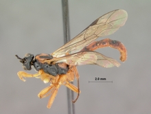 Xanthophenax_pectoralis_HOLOTYPE