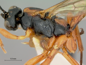 Xanthophenax_semidilutus_HOLOTYPE