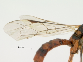 Xanthophenax_semidilutus_HOLOTYPE