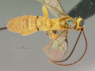 Poecilopimpla_testacea_HOLOTYPE