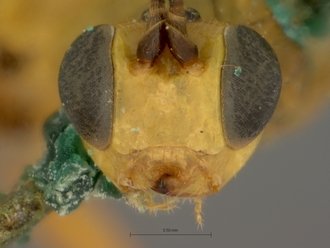 Poecilopimpla_testacea_HOLOTYPE
