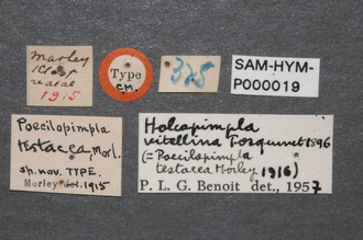 Poecilopimpla_testacea_labels