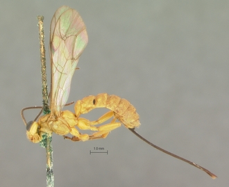 Poecilopimpla_testacea_HOLOTYPE