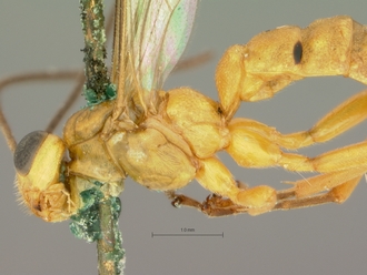Poecilopimpla_testacea_mesosoma_HOLOTYPE