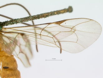 Poecilopimpla_testacea_HOLOTYPE